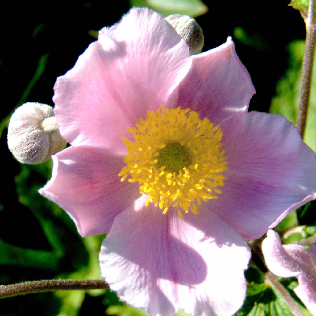 Anemone tomentosa Septemberglanz - Chinesische Herbst-Anemone