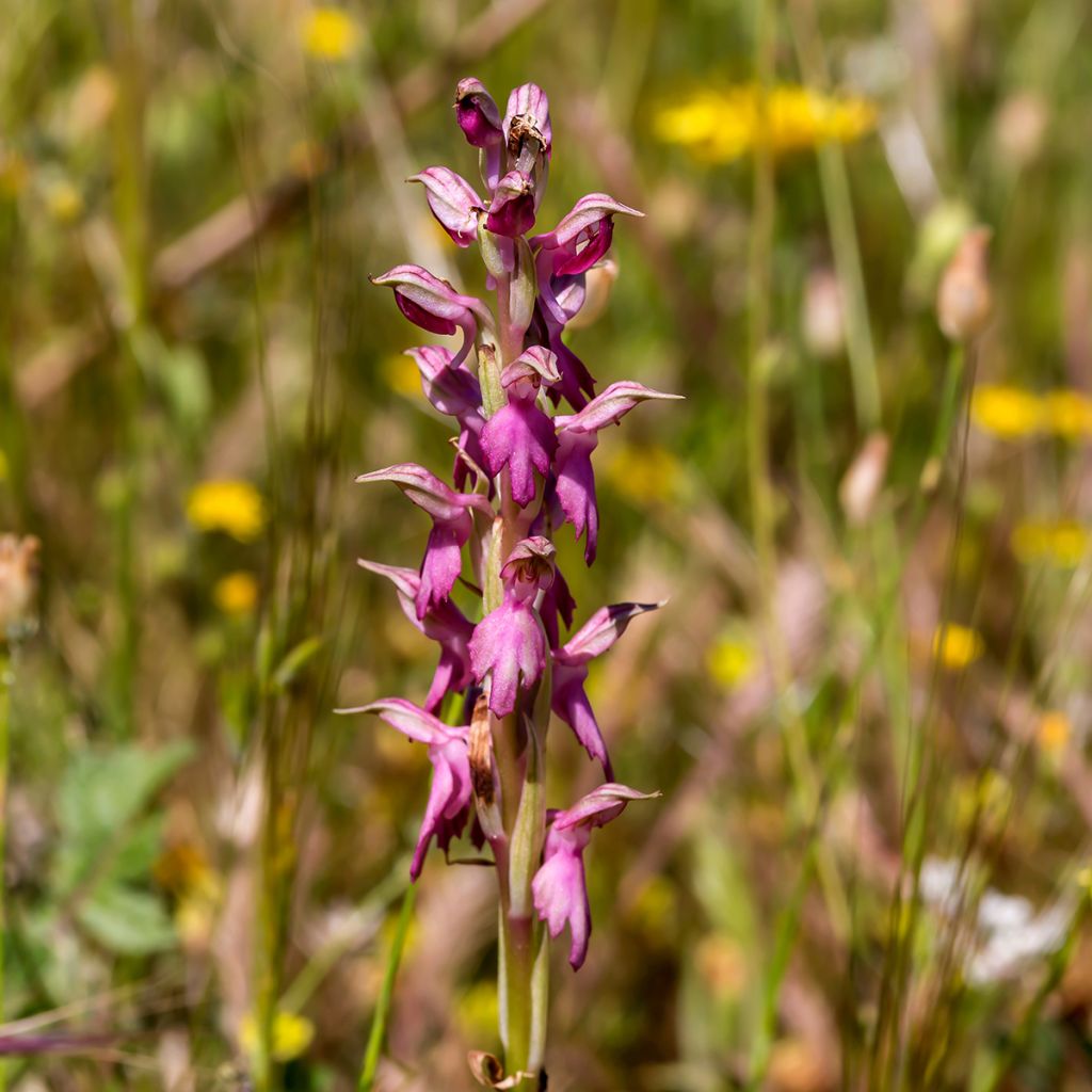 Anacamptis sancta, Orchis sacré - Orchidée vivace