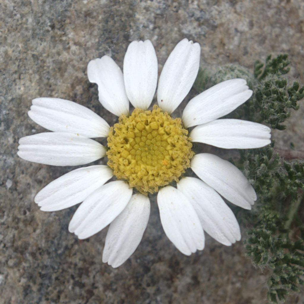 Anacyclus pyrethrum var. depressus - Kreisblume