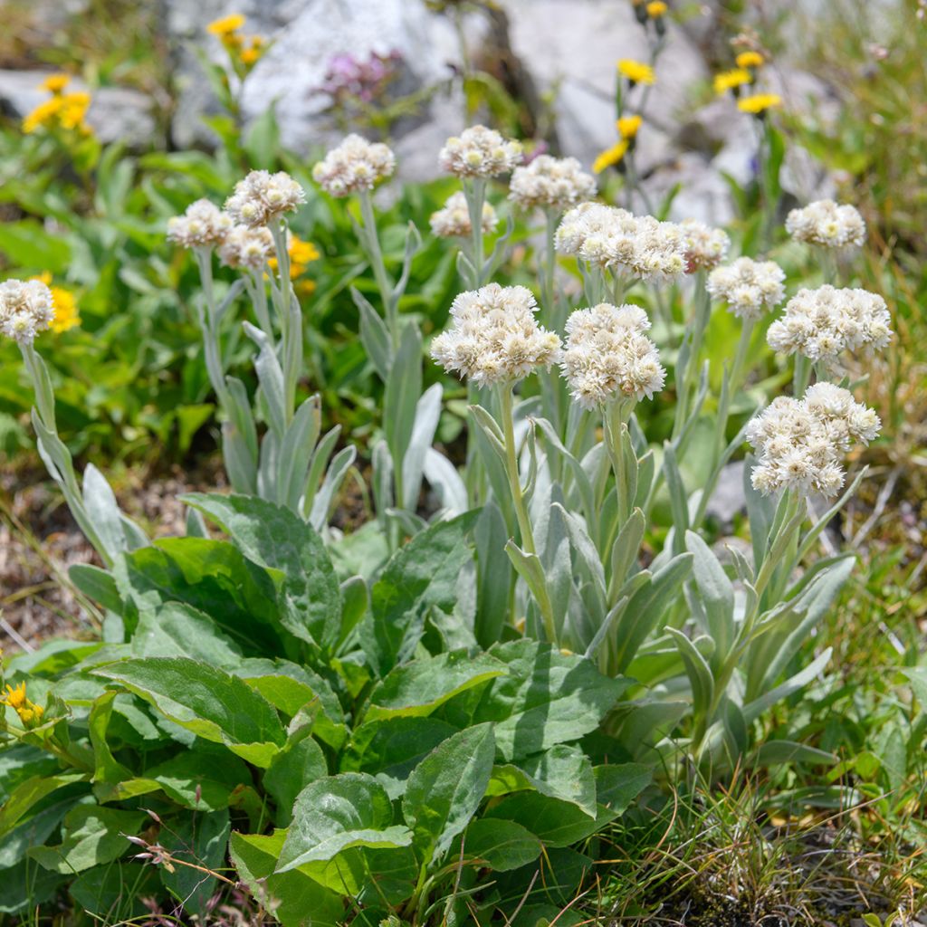 Anaphalis alpicola - Zwerg-Perlkörbchen