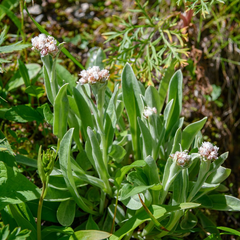 Anaphalis alpicola - Zwerg-Perlkörbchen