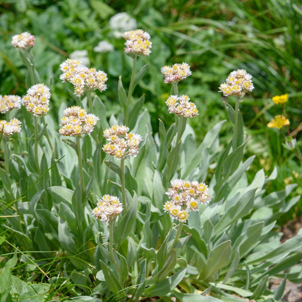 Anaphalis alpicola - Zwerg-Perlkörbchen