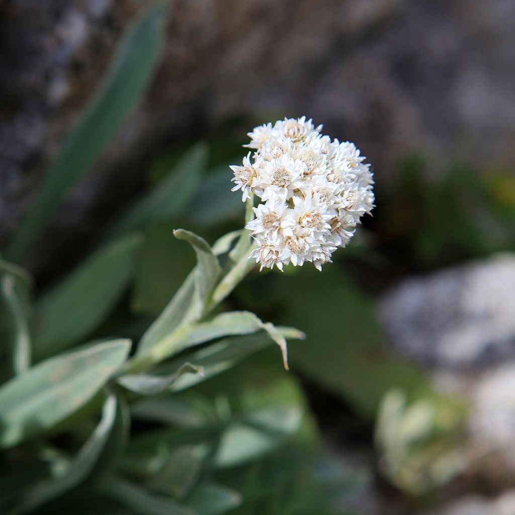 Anaphalis alpicola - Zwerg-Perlkörbchen