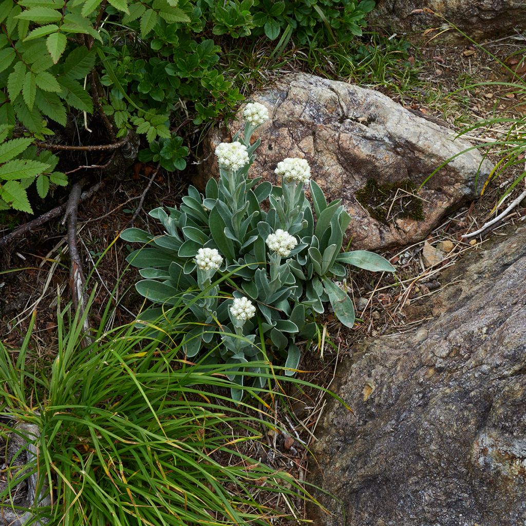 Anaphalis alpicola - Zwerg-Perlkörbchen