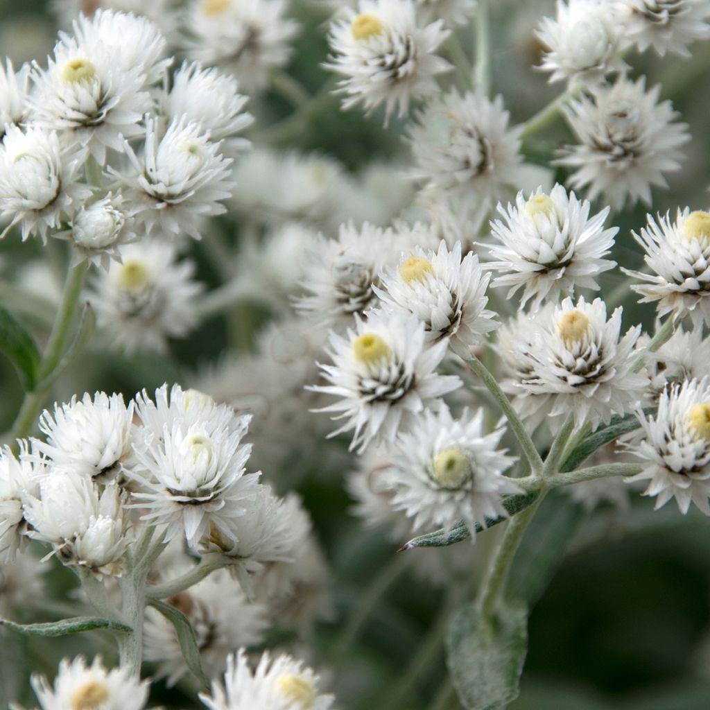 Anaphalis triplinervis - Himalaya-Perlkörbchen