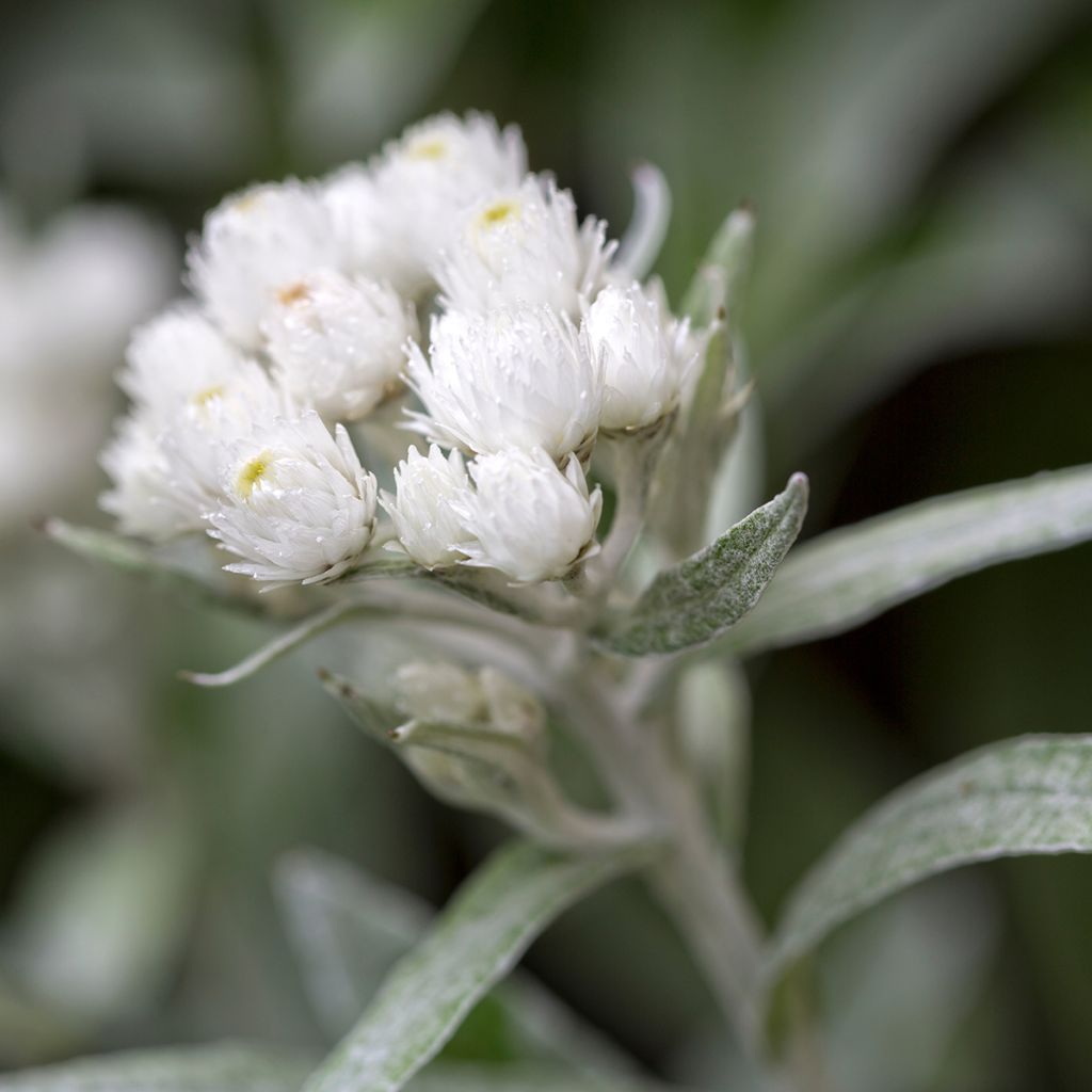 Anaphalis triplinervis - Himalaya-Perlkörbchen