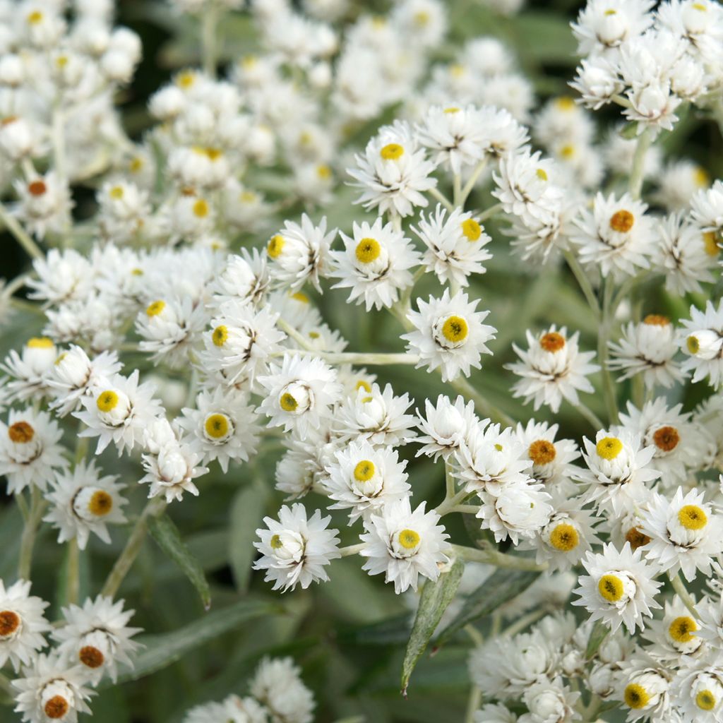 Anaphalis triplinervis - Himalaya-Perlkörbchen