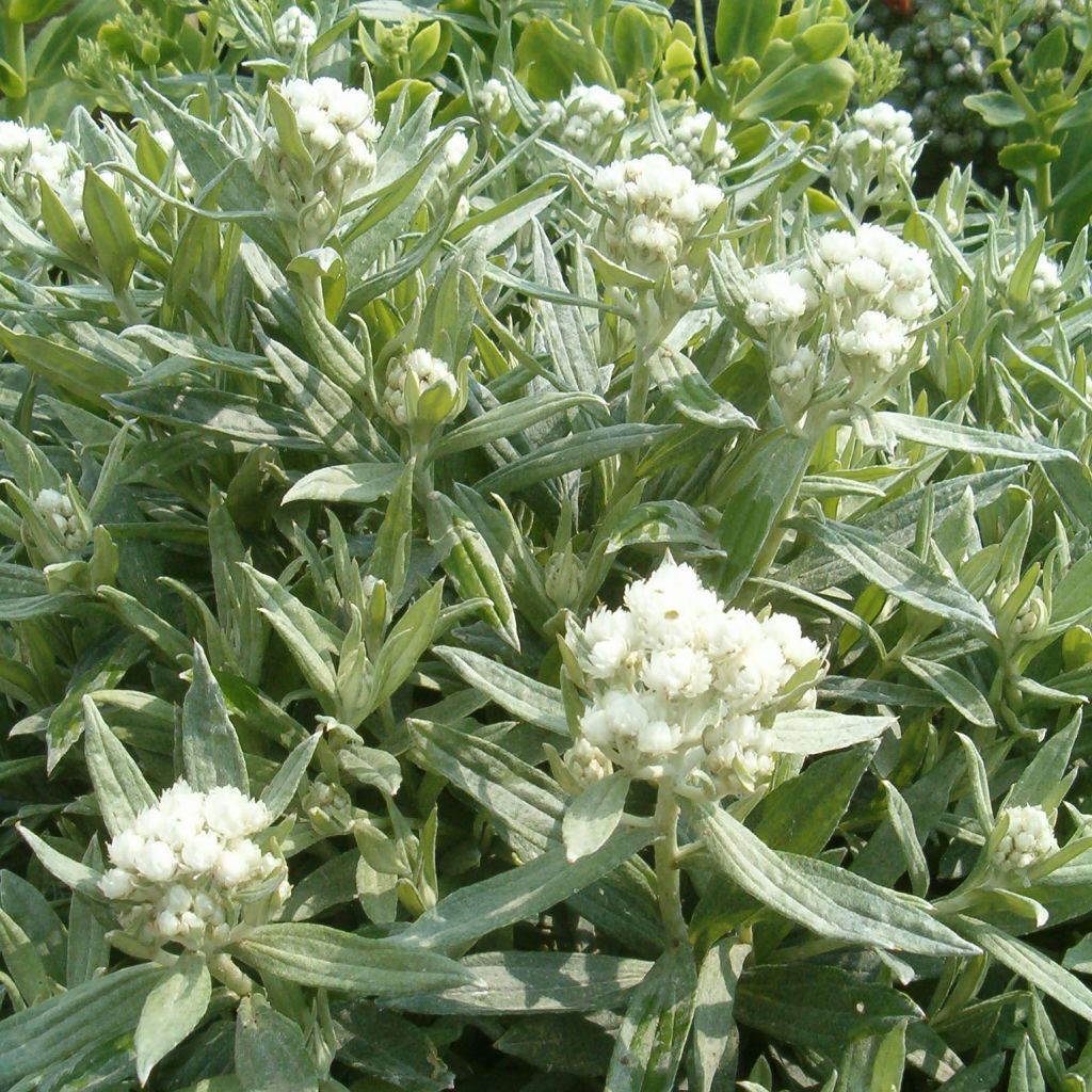 Anaphalis triplinervis Sommerschnee - Himalaya-Perlkörbchen