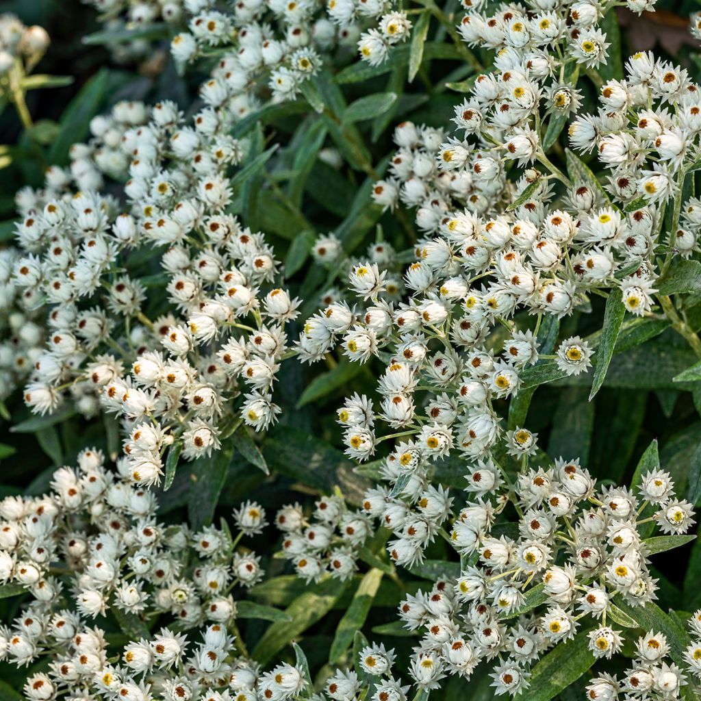 Anaphalis triplinervis Sommerschnee - Himalaya-Perlkörbchen