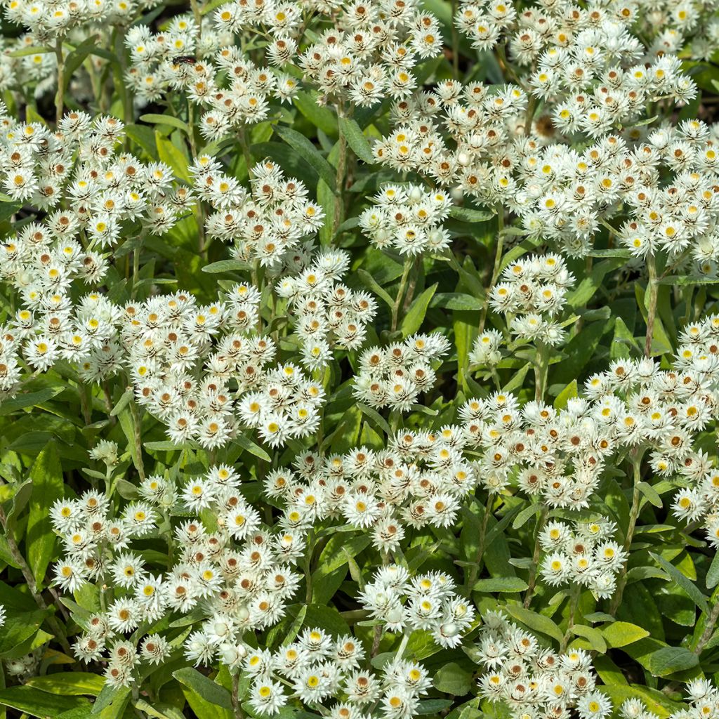 Anaphalis triplinervis Sommerschnee - Himalaya-Perlkörbchen