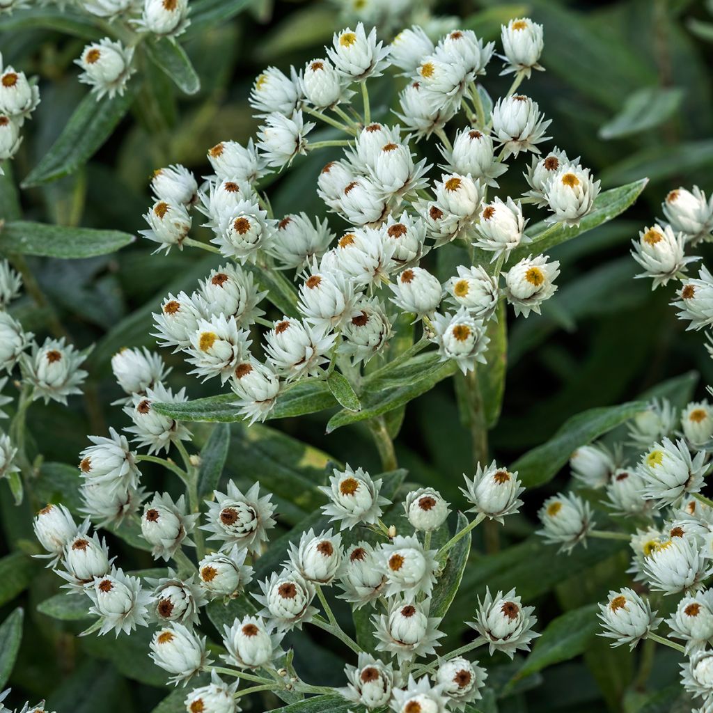 Anaphalis triplinervis Sommerschnee - Himalaya-Perlkörbchen