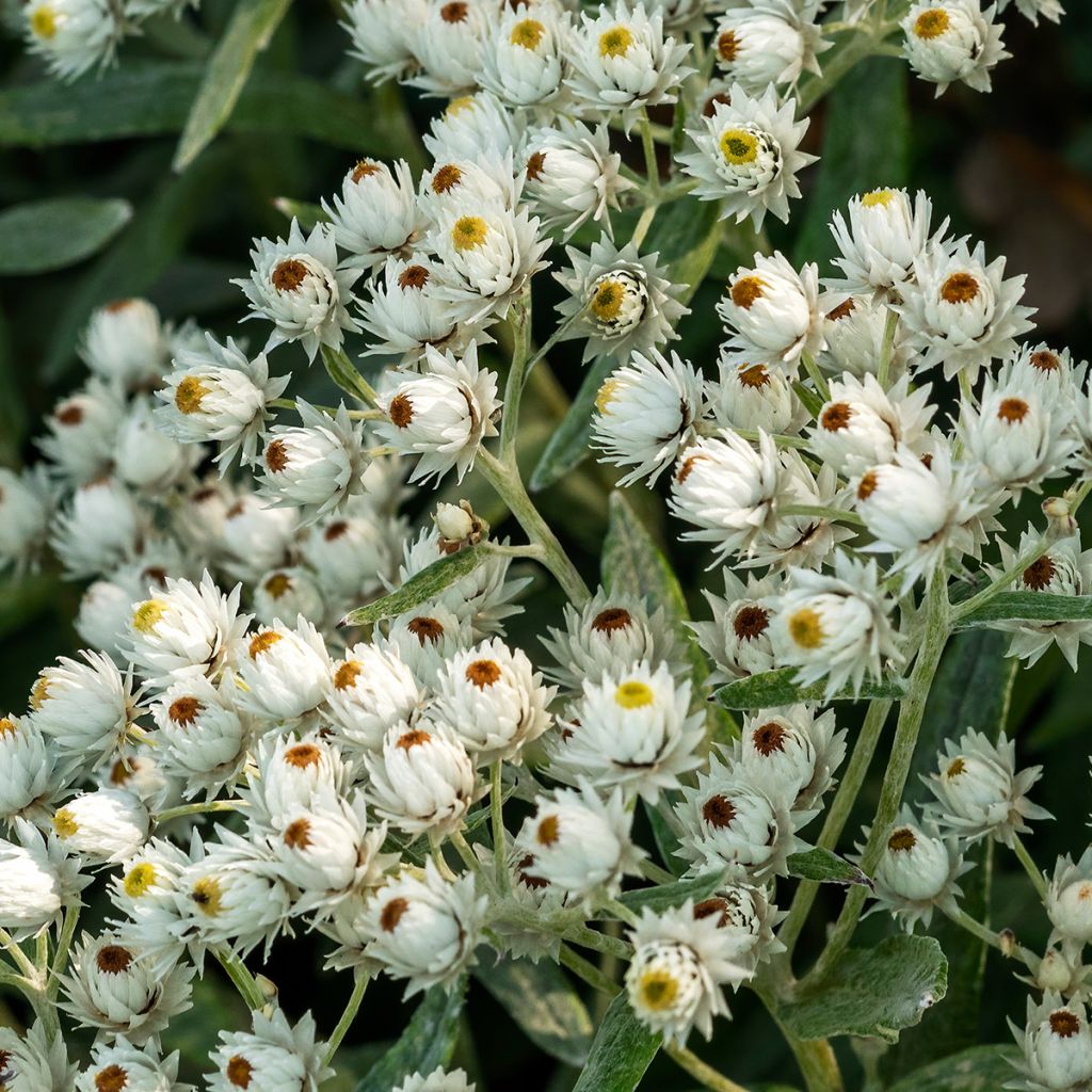 Anaphalis triplinervis Sommerschnee - Himalaya-Perlkörbchen