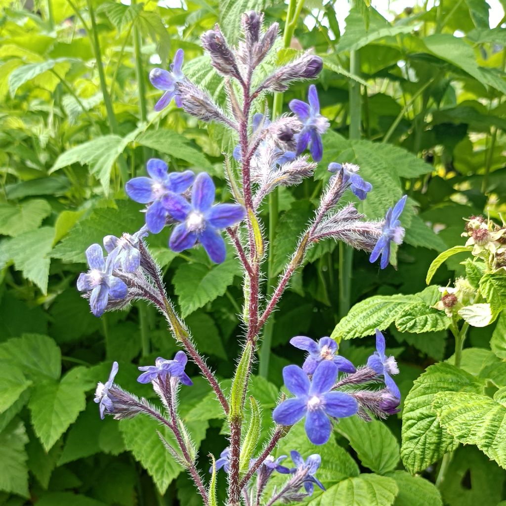 Anchusa azurea Dropmore - Buglosse d'Italie