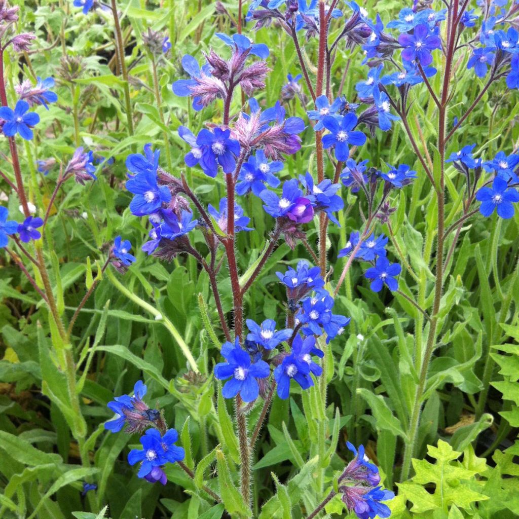 Anchusa azurea Loddon Royalist - Italienische Ochsenzunge