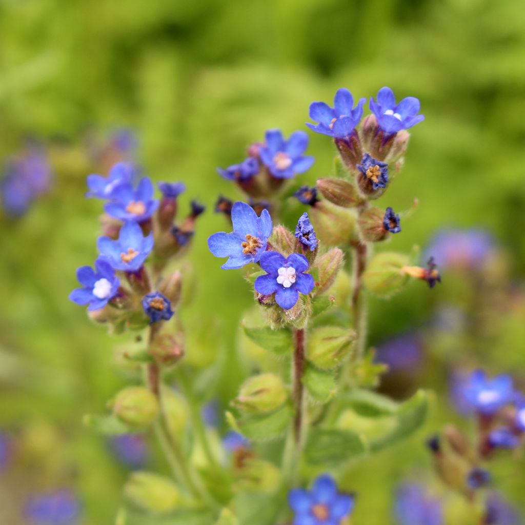 Anchusa azurea Loddon Royalist - Italienische Ochsenzunge