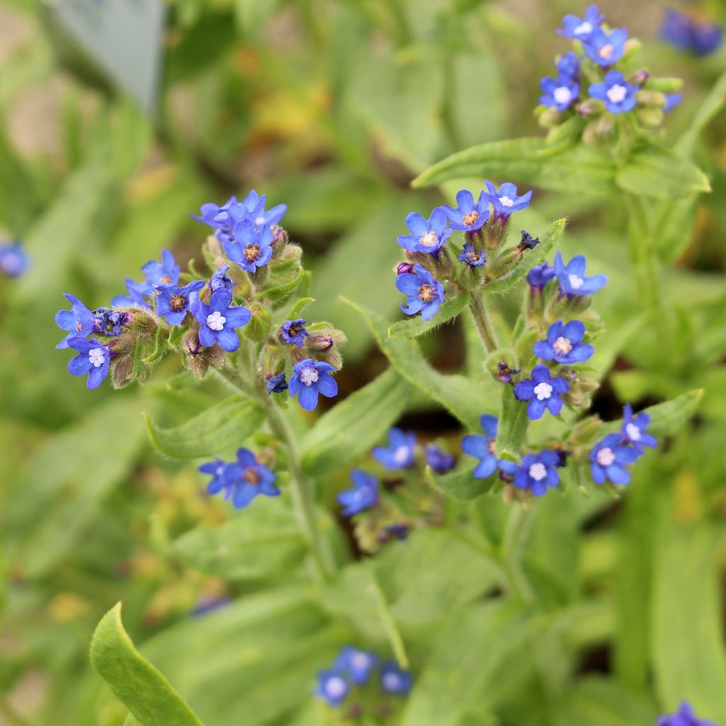 Anchusa azurea Loddon Royalist - Italienische Ochsenzunge