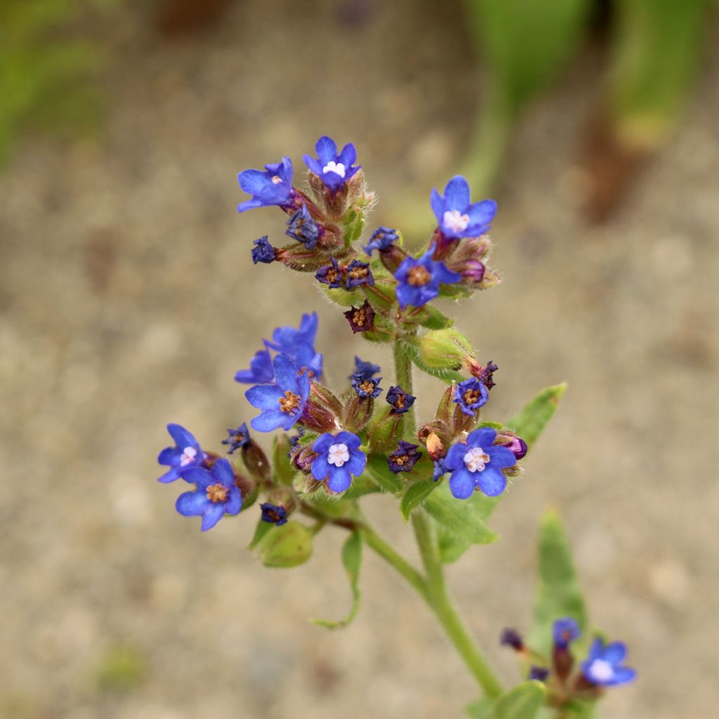 Anchusa azurea Loddon Royalist - Italienische Ochsenzunge