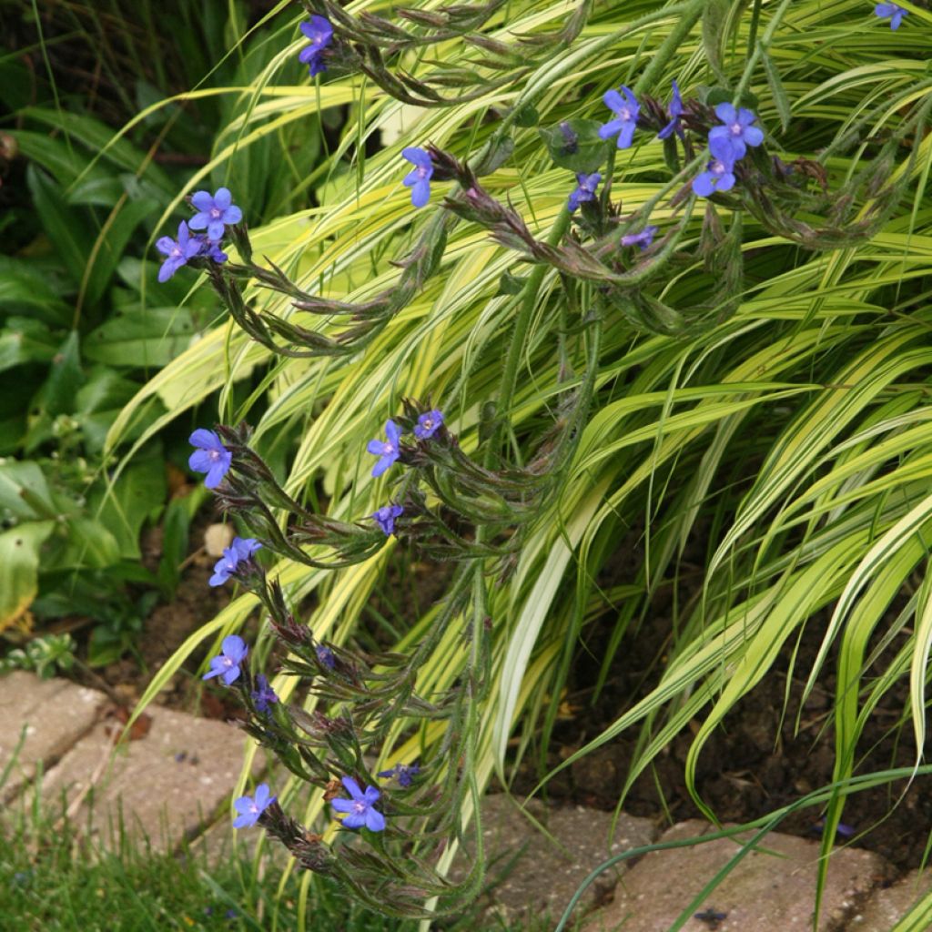 Anchusa azurea Loddon Royalist - Italienische Ochsenzunge