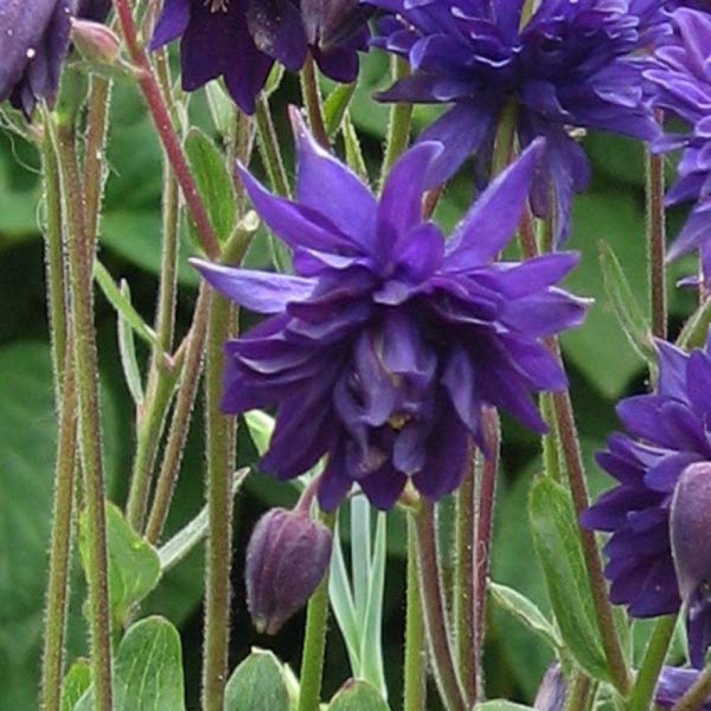 Aquilegia Blue Barlow - Garten-Akelei