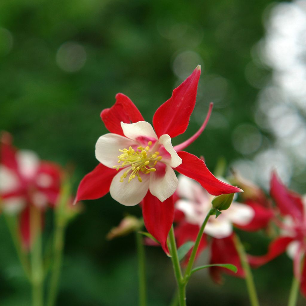 Aquilegia Songbird Series Cardinal - Garten-Akelei