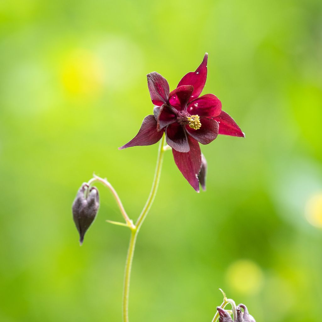 Aquilegia atrata - Schwarze Akelei