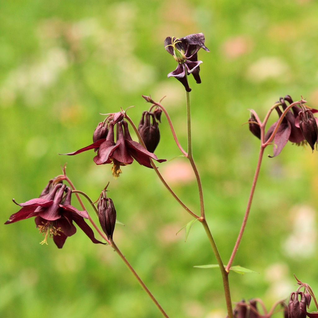 Aquilegia atrata - Schwarze Akelei