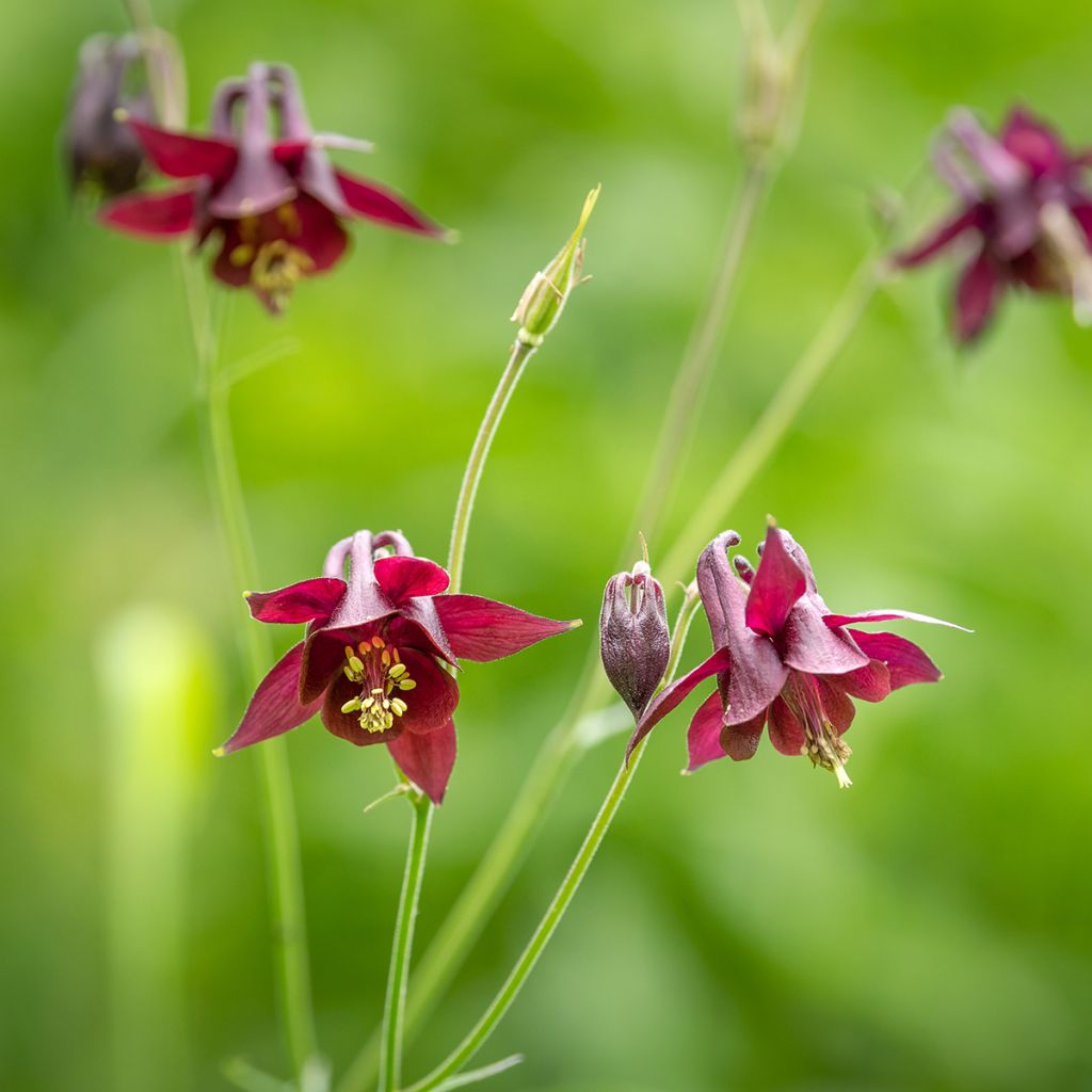 Aquilegia atrata - Schwarze Akelei