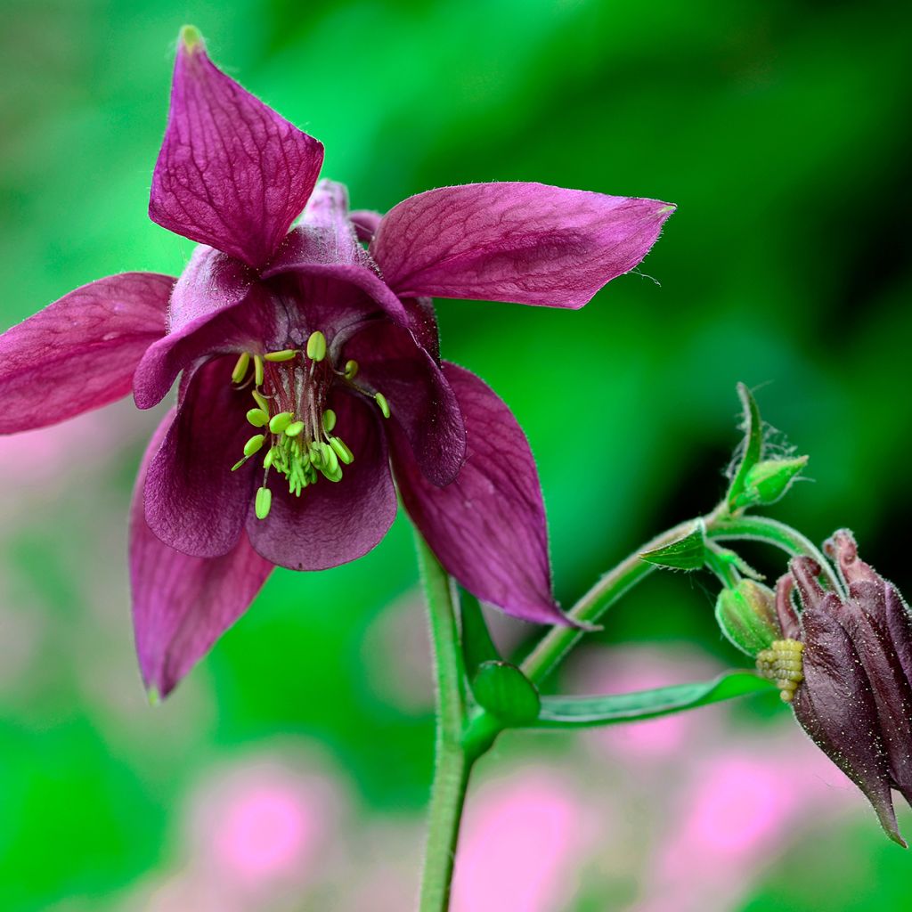 Aquilegia atrata - Schwarze Akelei