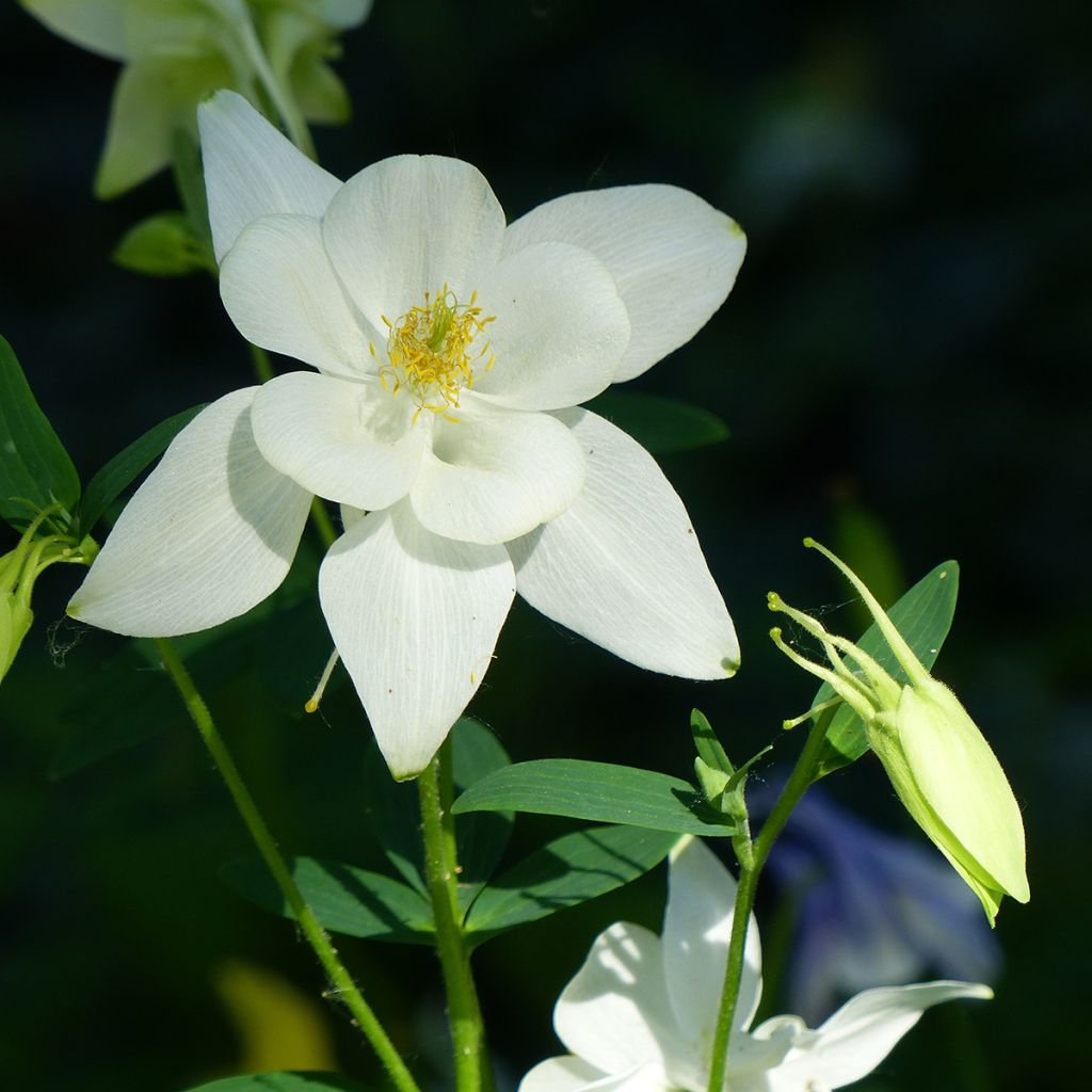 Aquilegia caerulea Kristall - Garten-Akelei