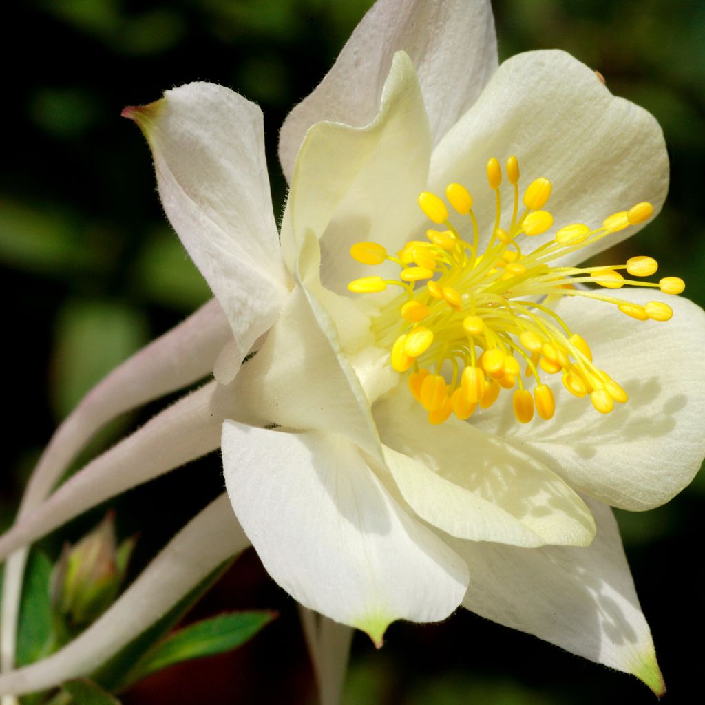 Aquilegia caerulea Kristall - Garten-Akelei