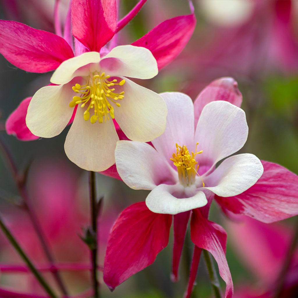 Aquilegia caerulea Rose Queen - Garten-Akelei