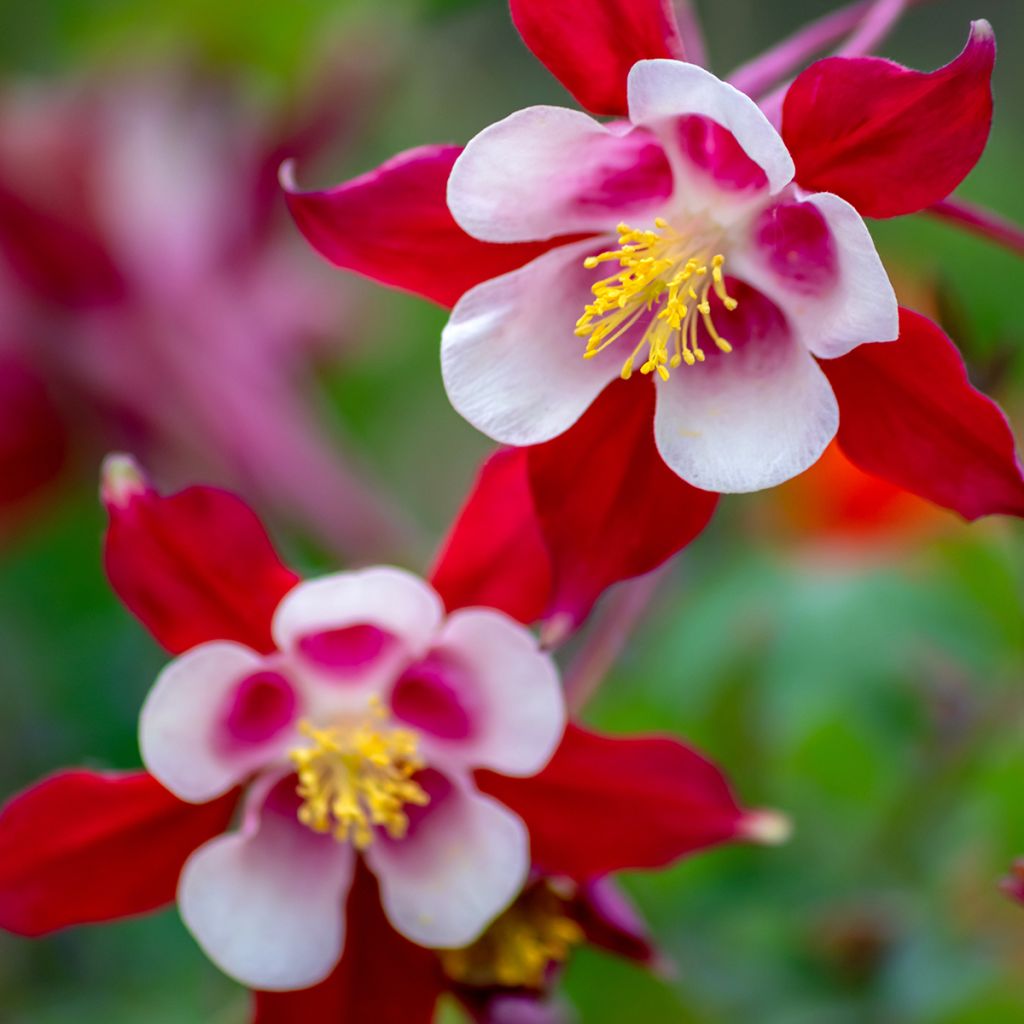 Aquilegia caerulea Rose Queen - Garten-Akelei