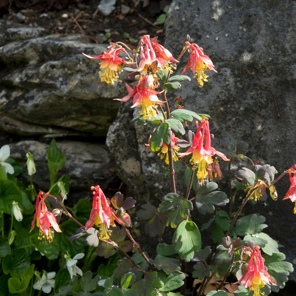 Aquilegia formosa - Schöne Akelei