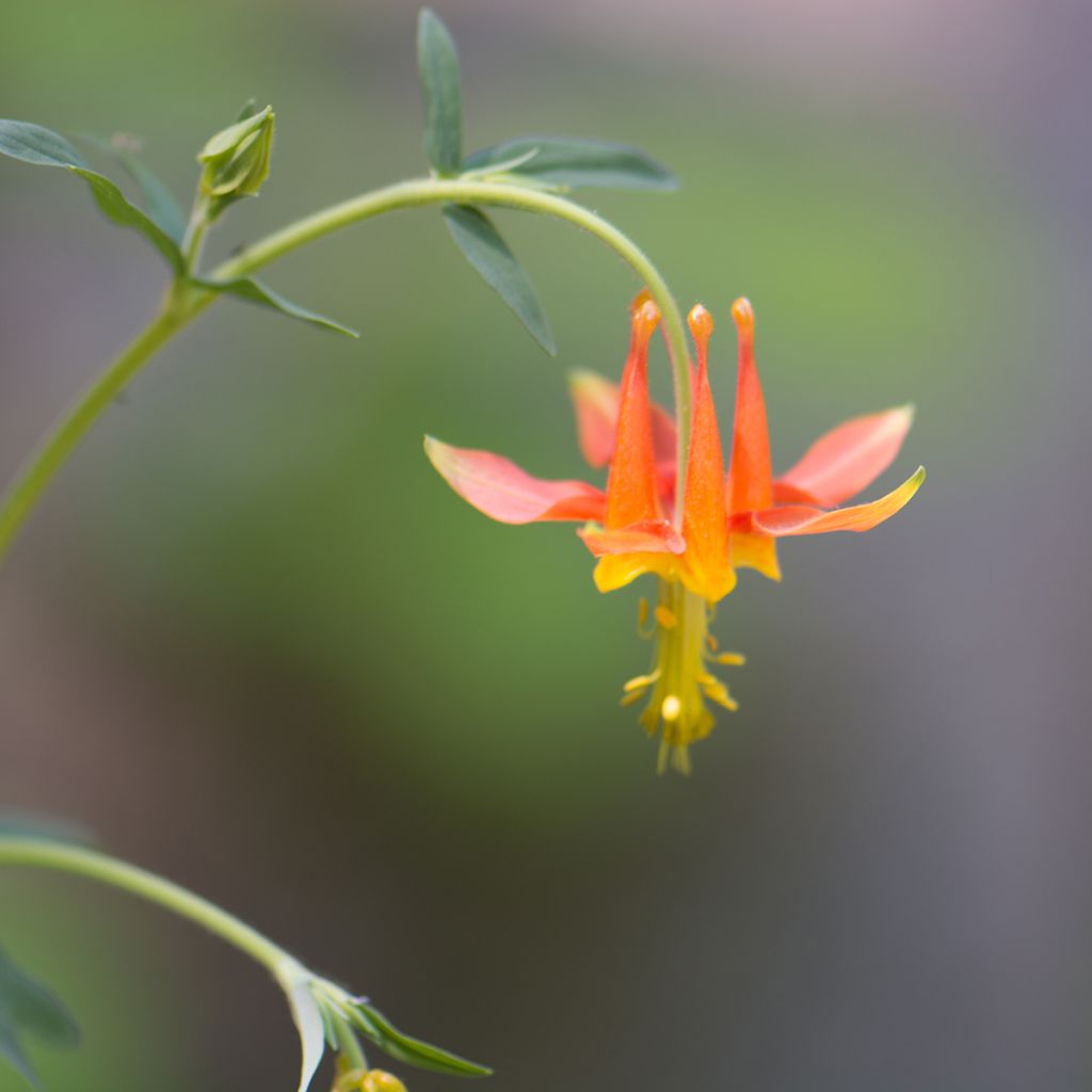 Aquilegia formosa - Schöne Akelei