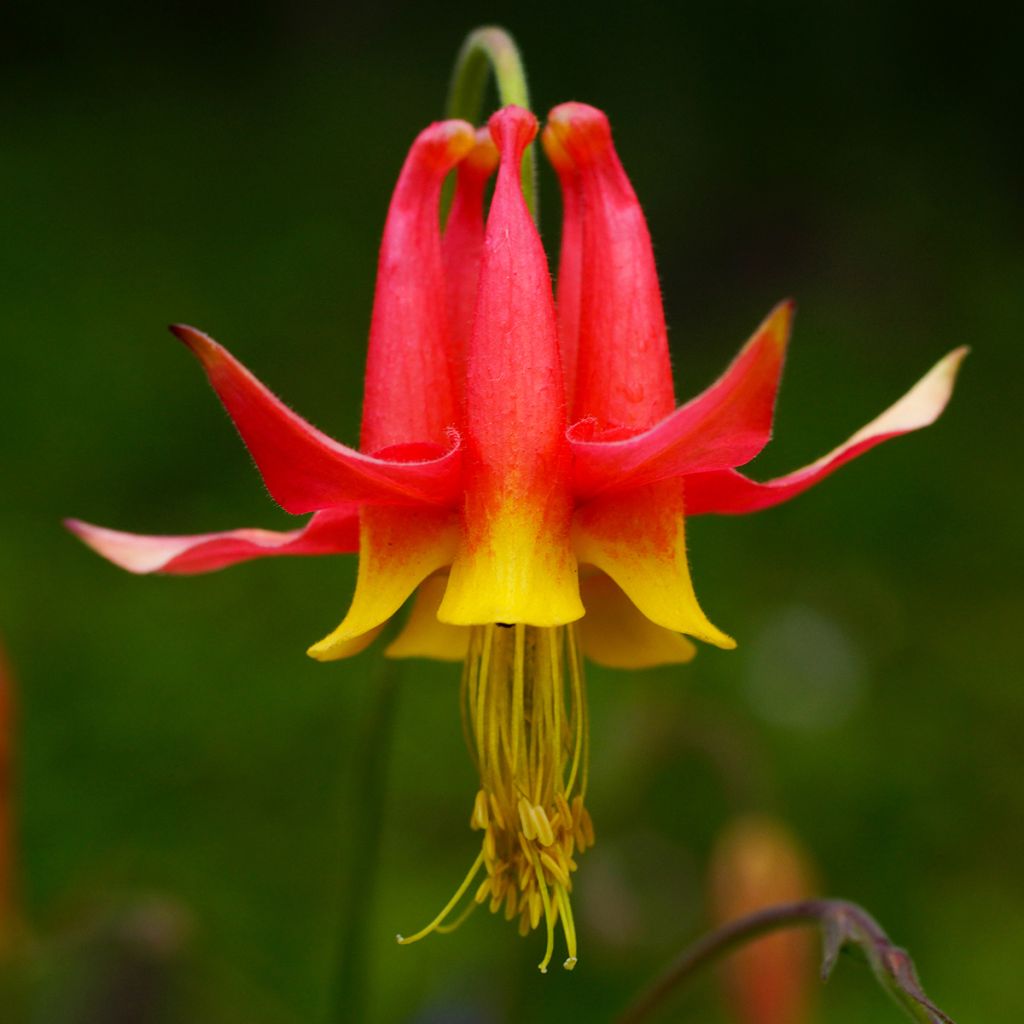 Aquilegia formosa - Schöne Akelei