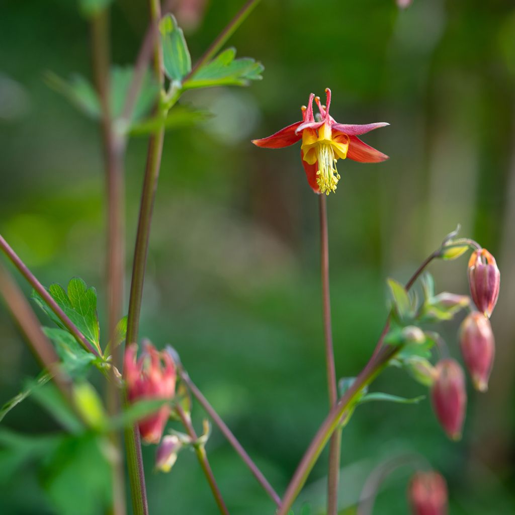 Aquilegia formosa - Schöne Akelei