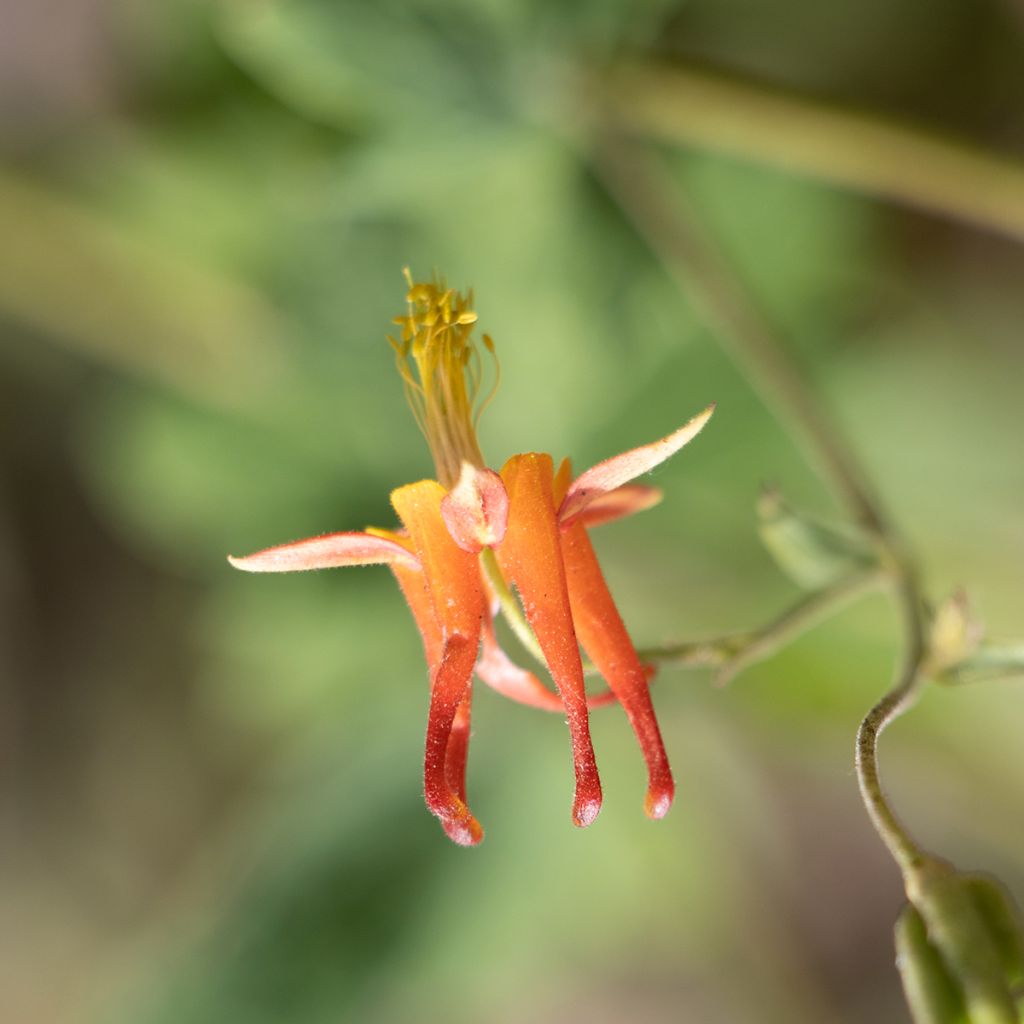 Aquilegia formosa - Schöne Akelei