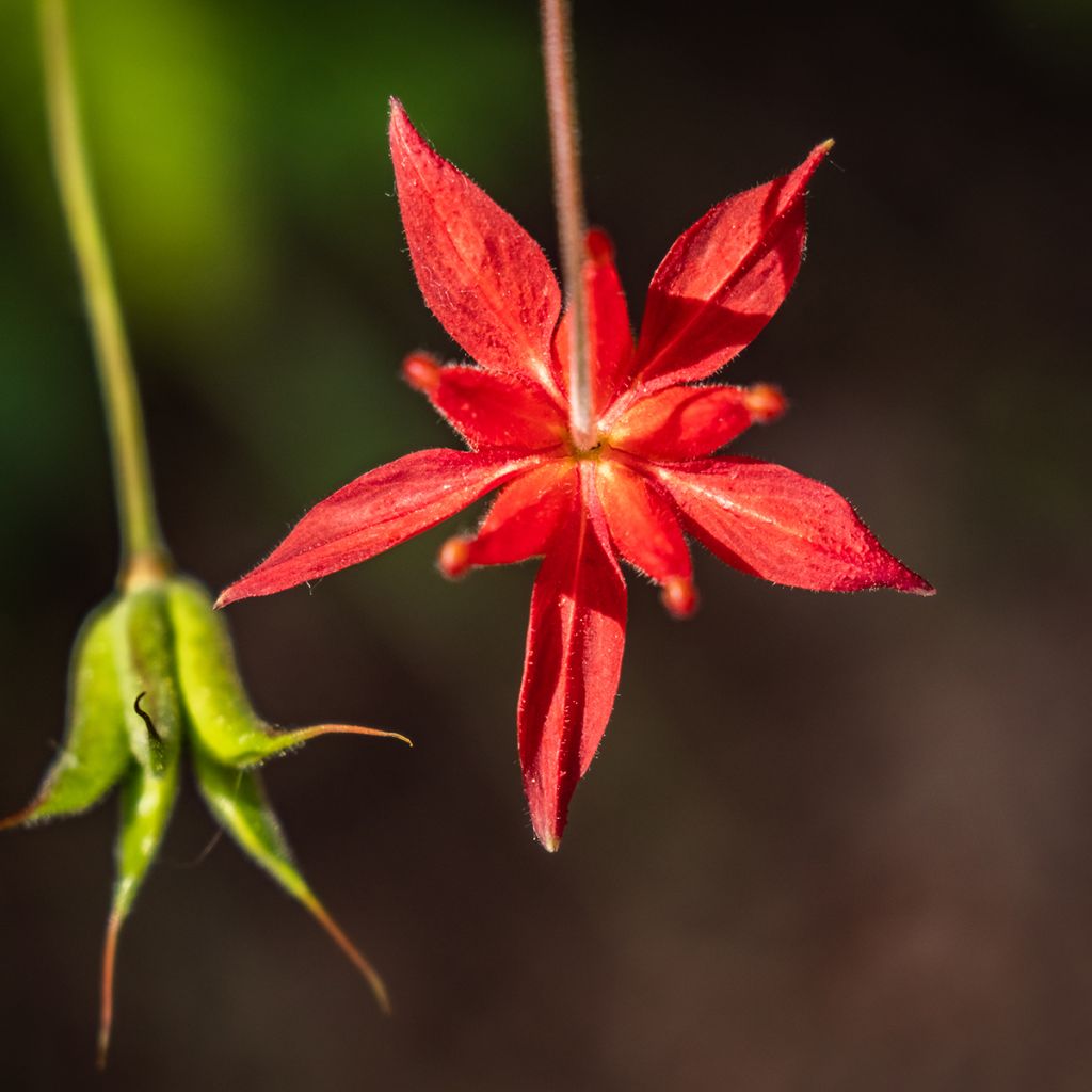 Aquilegia formosa - Schöne Akelei