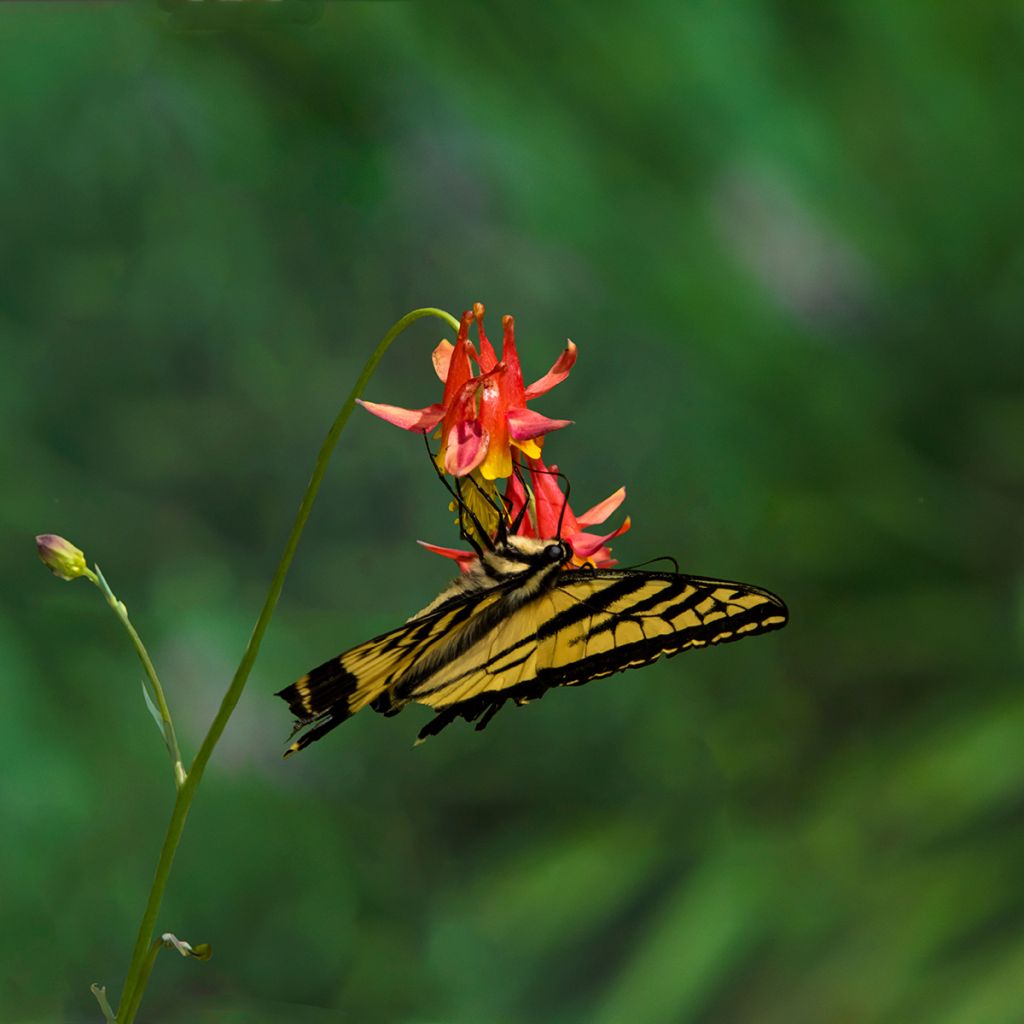 Aquilegia formosa - Schöne Akelei