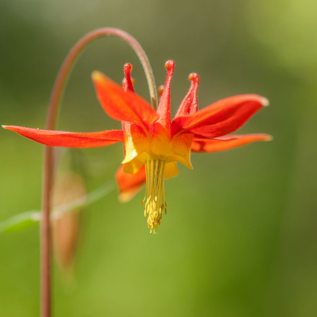 Aquilegia formosa - Schöne Akelei