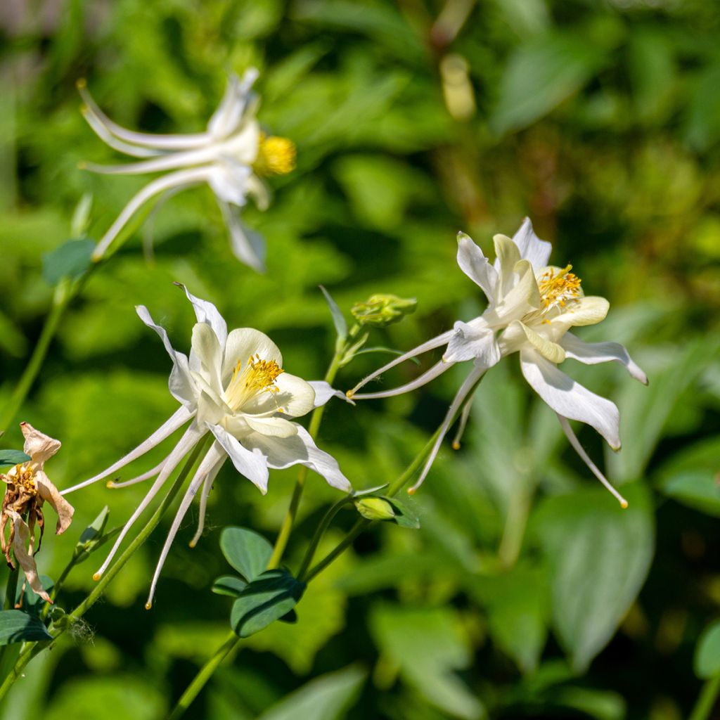 Aquilegia fragrans - Duftende Akelei