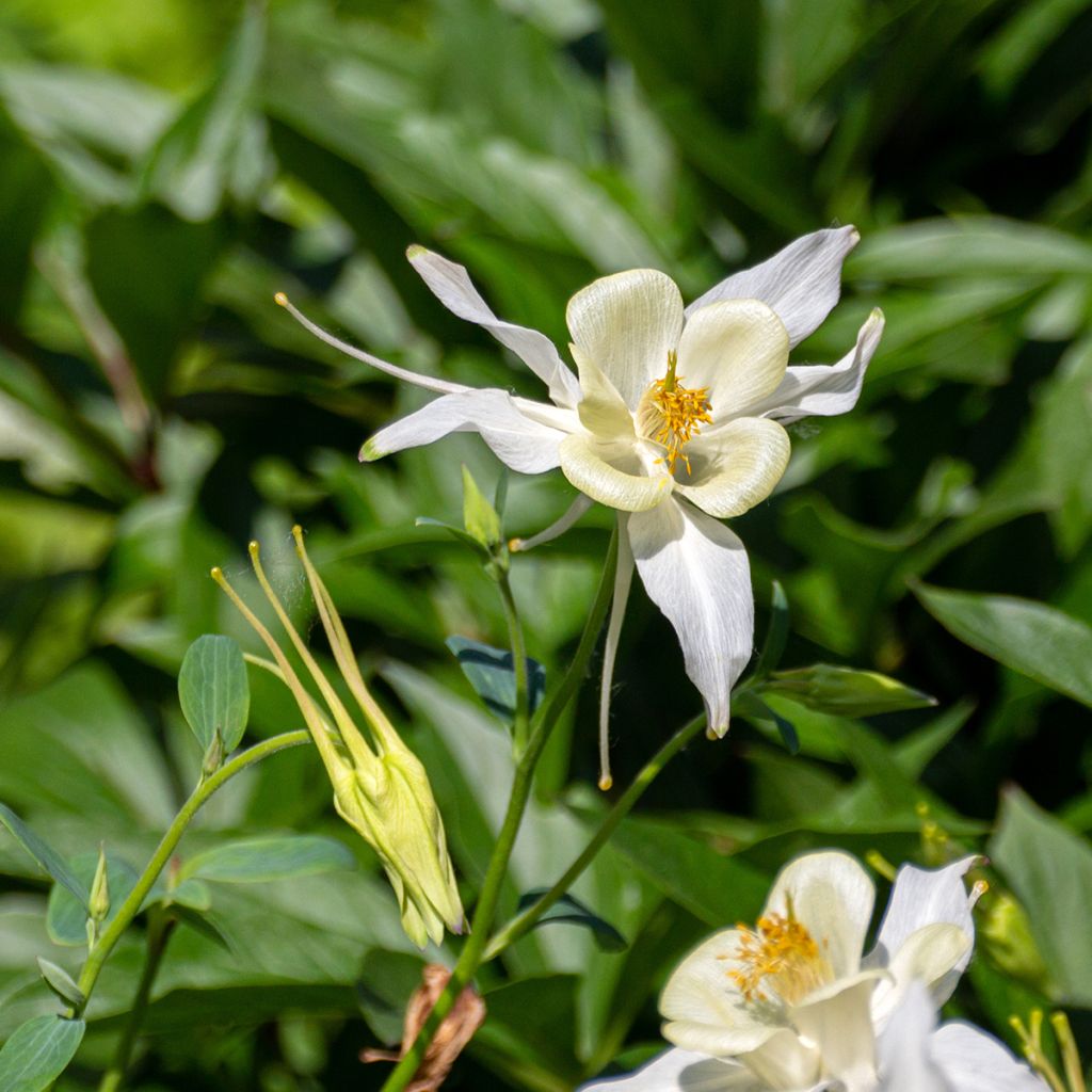 Aquilegia fragrans - Duftende Akelei