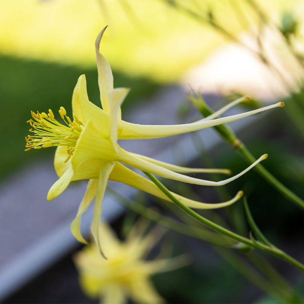 Aquilegia longissima - Komet-Akelei