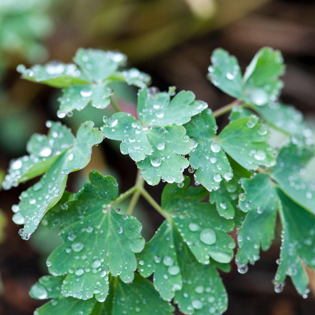 Aquilegia longissima - Komet-Akelei