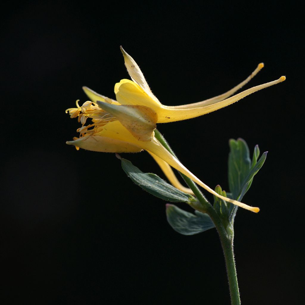 Aquilegia longissima - Komet-Akelei