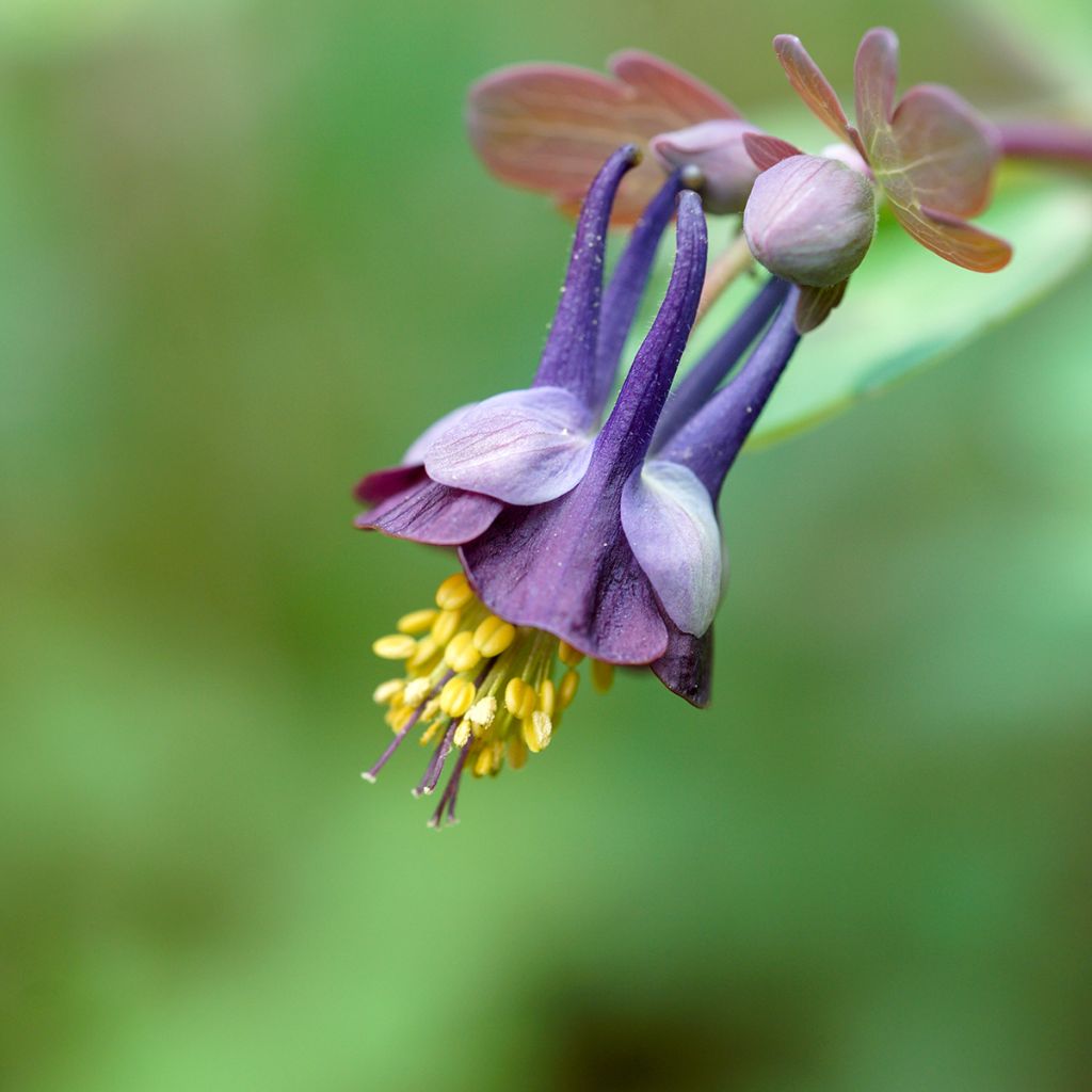 Aquilegia viridiflora - Grünblütige Akelei