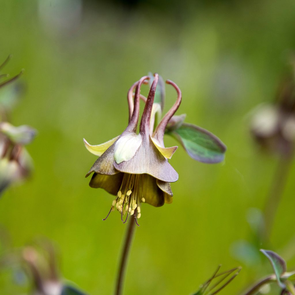 Aquilegia viridiflora - Grünblütige Akelei