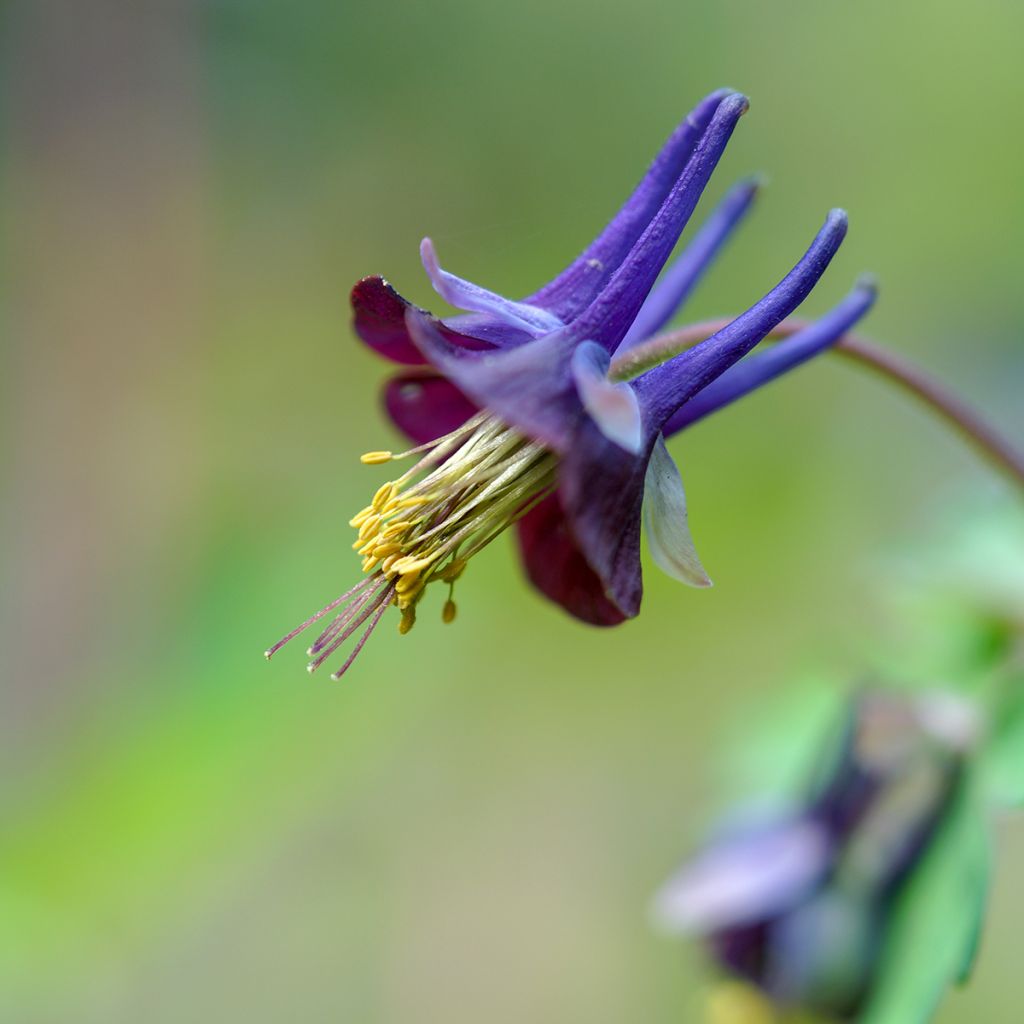 Aquilegia viridiflora - Grünblütige Akelei