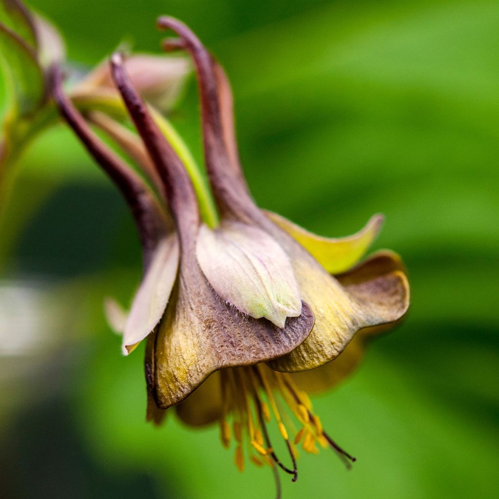 Aquilegia viridiflora - Grünblütige Akelei