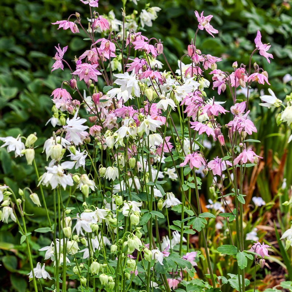 Aquilegia vulgaris var.nivea Munstead White - Garten-Akelei